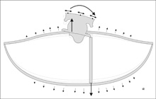 Ο μηχανισμός διέγερσης του ηχείου της λύρας από το «χοροπήδημα» της γέφυρας που προκαλείται από τις εγκάρσιες δονήσεις των χορδών.