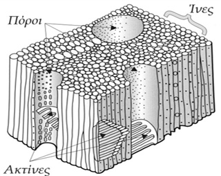 Αναπαράσταση της δομής των κυττάρων του ξύλου (από Hoadley 2000).